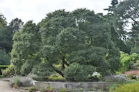 Ulmus hollandica Jacqueline Hillier