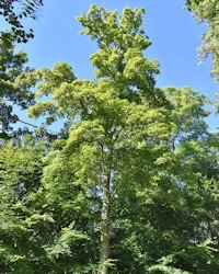 Acer pseudoplatanus
