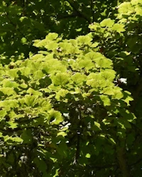 Acer pseudoplatanus