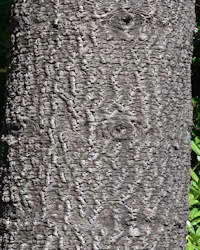 Monkey puzzle tree