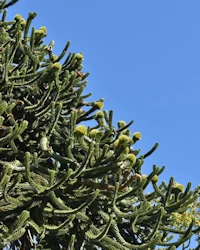Araucaria araucana