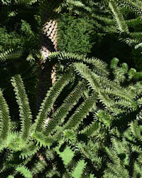 Monkey puzzle tree