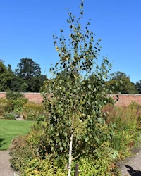 Betula utilis jacquemontii