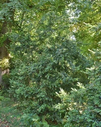 Buxus sempervirens