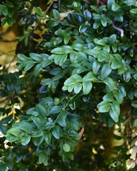 Buxus sempervirens