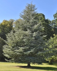 Cedrus atlantica glauca