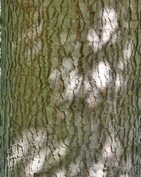 Cedrus atlantica glauca