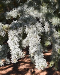 Cedrus atlantica glauca
