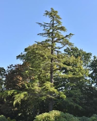 Cedrus deodara