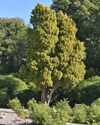 Cryptomeria japonica