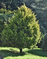 Cupressus macrocarpa
