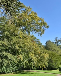 Fagus sylvatica