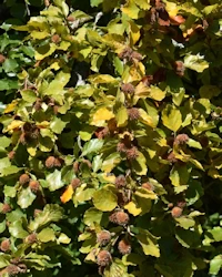 Fagus sylvatica