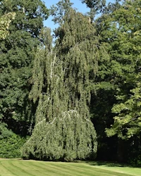 Fagus sylvatica pendula
