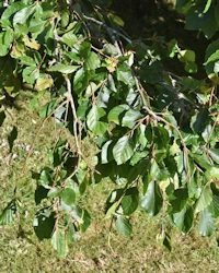 Fagus sylvatica pendula