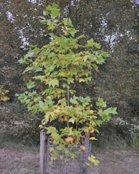 Liriodendron tulipifera