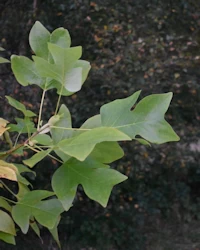 Liriodendron tulipifera