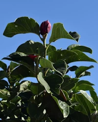 Magnolia felix jury