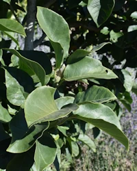 Magnolia Felix Jury