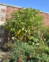 Phytolacca