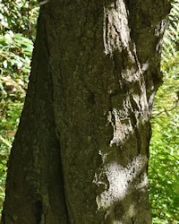 Prunus cerasifera