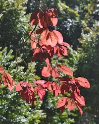 Prunus cerasifera