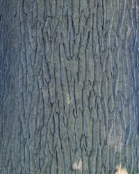 Quercus robur