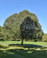Quercus ilex