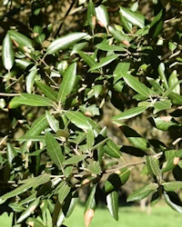 Quercus ilex