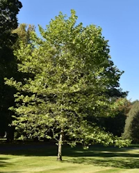 Quercus robur