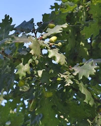 Quercus robur