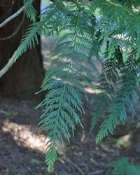 Thuja plicata