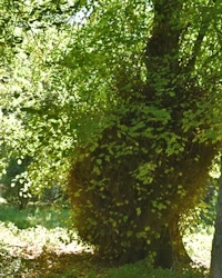 Lime tree bole