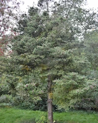 Abies koreana