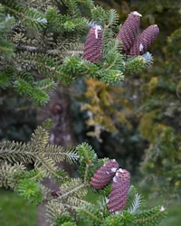 Abies koreana cones