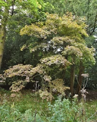 Acer palmatum