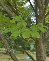 Aesculus carnea