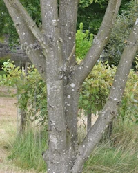 Aesculus carnea