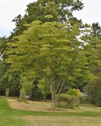 Aesculus carnea