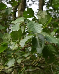 Alnus glutinosa