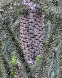 Araucaria araucana