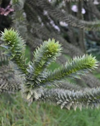 Araucaria araucana