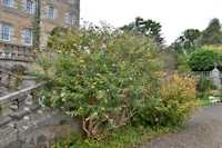 Buddleja weyeriana
