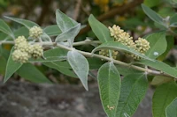 Buddleja weyeriana