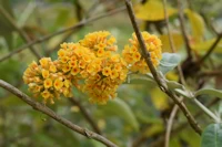 Buddleja weyeriana
