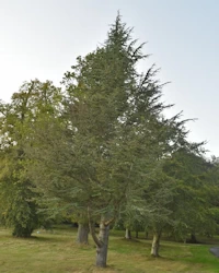 Cedrus atlantica