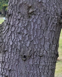 Cedrus atlantica
