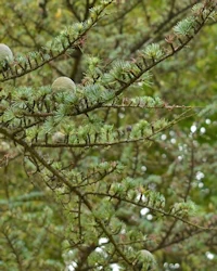 Cedrus atlantica