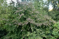 Cornus kousa