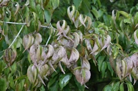 Cornus kousa
